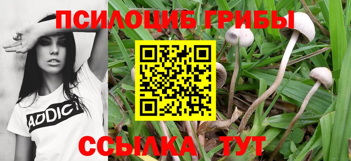 Копейск  Псилоцибиновые грибы Psilocybine cubensis  даркнет сайт  Вход с VPN 